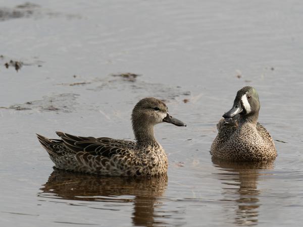 Blue-winged teal (Anas discors)